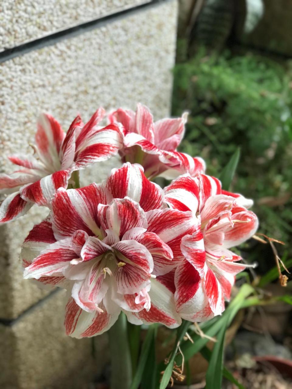 花蓮 達芙妮花園民宿 Ji'an Luaran gambar